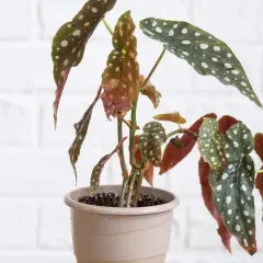 Begonia maculata con foglie verdi maculate di bianco e rossastre, in vaso beige.