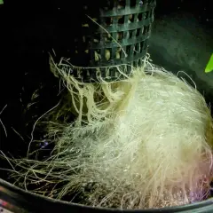 Radici sane e folte in un sistema DWC (Deep Water Culture), immerse in acqua ossigenata.