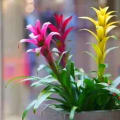 Guzmania in vaso, con fiori rosa, rossi e gialli. La cura di queste piante è semplice, amano luce indiretta e annaffiature moderate.