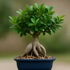 Un bonsai ficus con radici aeree evidenti in un vaso blu. Impara come curarlo per mantenerlo sano e rigoglioso.