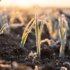Giovani piantine con brina, illuminate dal sole del mattino. Il calore delle piante resiste al freddo, promettendo crescita.