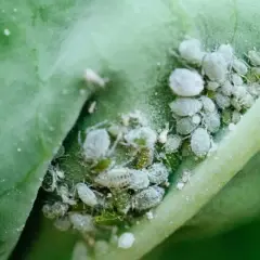 Un gruppo di afidi bianchi e verdi su una foglia verde. Un problema comune per chi vuole eliminare afidi bianchi dalle proprie piante.