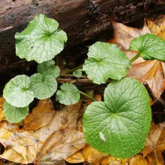 Foglie verdi e lucide di wasabi pianta crescono tra le foglie autunnali cadute su un tronco.