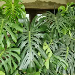 Un folto gruppo di foglie di monstera, alcune con le tipiche fenestrature, si staglia su uno sfondo neutro. La monstera in acqua prospera.