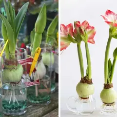 Amaryllis in acqua: bulbi che germogliano in vasi trasparenti, alcuni con fiori rossi e bianchi già sbocciati, altri con foglie verdi e boccioli.