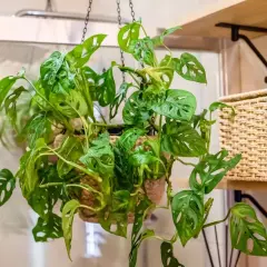 Monstera adansonii, uno dei tipi di monstera più amati, con le sue foglie traforate, pende da un vaso sospeso.