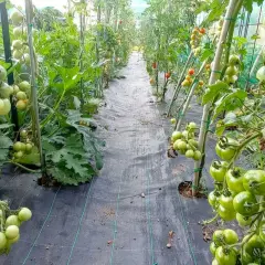 Filari di pomodori verdi, un esempio di come coltivare i pomodori in serra, con piante sostenute da pali e pacciamatura nera.