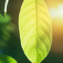 Green leaves and eucalyptus branches frame text about plant respiration for primary school.