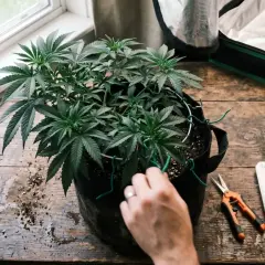Pianta di cannabis in vaso, con forbici, filo verde e un quaderno per il "bud ignitor" e la crescita.