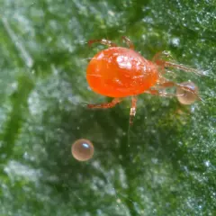 Un ragno rosso grande, con le sue uova, riposa su una foglia verde.