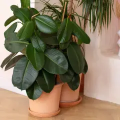 Un rigoglioso Ficus elastica con grandi foglie verdi lucide, in vaso di terracotta, accanto a un'altra pianta e a una nicchia decorativa con un vaso bianco.