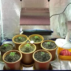 Piccola serra per coltivazione in casa con piantine in vaso, lampada e ventilatore.