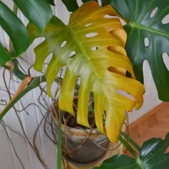 Foglie gialle di una pianta di Monstera, con radici aeree visibili e altre foglie verdi.