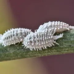 Due cocciniglie bianche, ricoperte da una lanugine cotonosa, si muovono su un fusto verde.