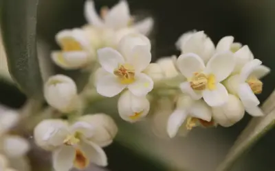 Piccolo fiore ermafrodita bianco con pistilli gialli e petali delicati, su uno sfondo sfocato di foglie verdi.