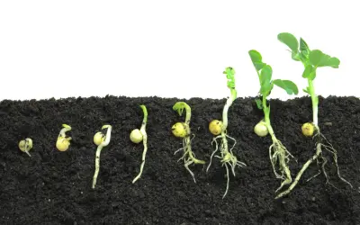 Il ciclo vitale dal seme alla pianta: germinazione, radici e prime foglioline che emergono dal terreno.