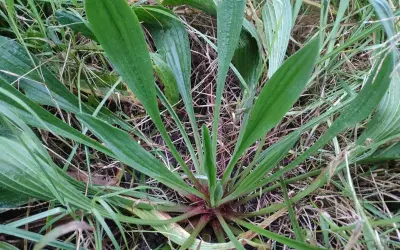 Un primo piano di una pianta con una foglia lanceolata verde brillante che si estende verso l'alto, circondata da erba secca e altre foglie simili.