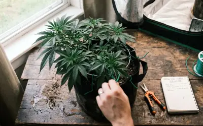Pianta di cannabis in vaso, con forbici, filo verde e un quaderno per il "bud ignitor" e la crescita.