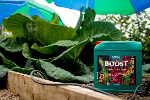 Flacone di CANNA BOOST Accelerator accanto a piante rigogliose. Un aiuto per la crescita.