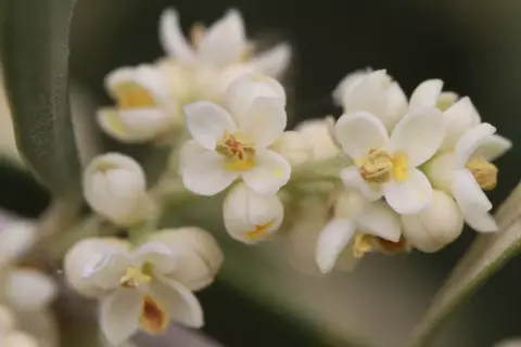 Piccolo fiore ermafrodita bianco con pistilli gialli e petali delicati, su uno sfondo sfocato di foglie verdi.