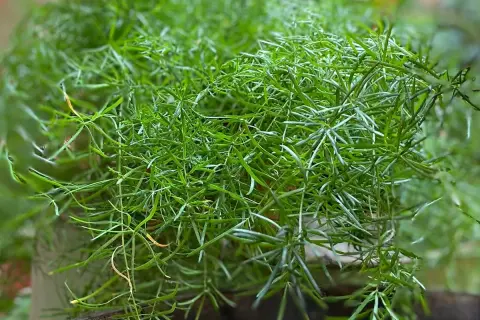 Asparagina, una rigogliosa pianta da esterno con fogliame verde intenso e filiforme, perfetta per aggiungere un tocco di natura.