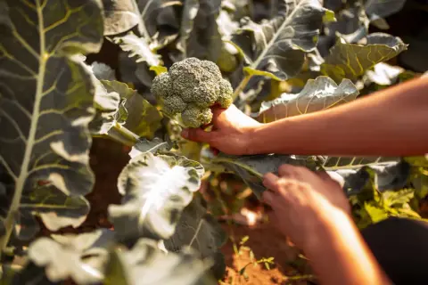 Mani raccolgono un broccolo fresco in un orto. Il momento ideale per la raccolta indica quando piantare broccoli per un raccolto abbondante.