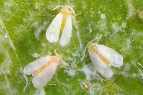 Tre mosche bianche, insetti rari e difficili da avvistare, si posano su una foglia verde.
