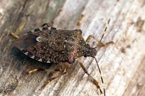 Una cimice delle piante, con il suo carapace maculato, si muove su un tronco di legno.