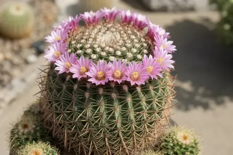 Un cactus sferico con una corona di fiori rosa acceso. La terra bloom, un miracolo di resilienza e bellezza.