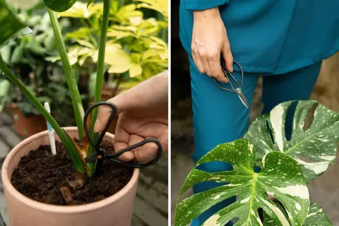 Mani che potano una monstera thai variegata, con forbici che tagliano uno stelo e foglie maculate in primo piano.