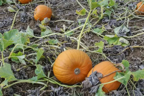 Campo di zucche mature, con la tipica pianta zucca che si snoda tra i frutti arancioni pronti per il raccolto.