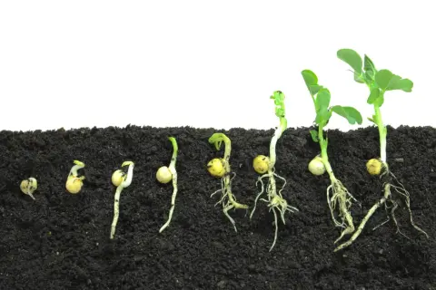 Il ciclo vitale dal seme alla pianta: germinazione, radici e prime foglioline che emergono dal terreno.