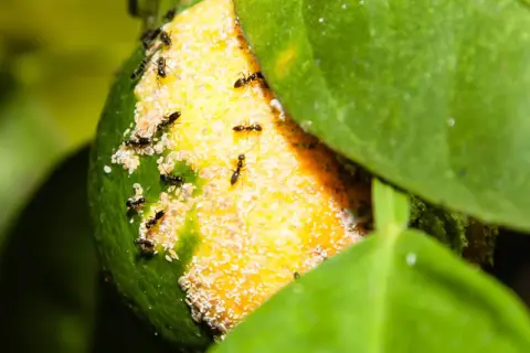 Un gruppo di formiche si muove su un limone, alcune cercano cibo tra i residui bianchi, altre esplorano la buccia verde e gialla.