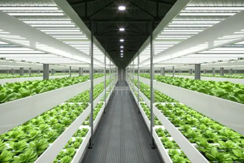 Filari di piante verdi rigogliose in un ambiente controllato, illuminato da luci artificiali. Un esempio di guida coltivazione indoor.