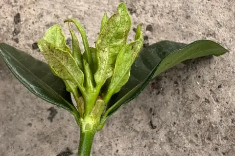 Giovane germoglio d'olivo con foglie arricciate e macchie, possibile attacco di tripide dell'olivo.