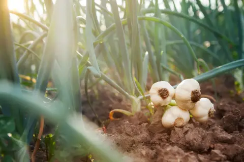 Aglio appena raccolto, con le sue teste bianche che spuntano dalla terra scura. La coltivazione aglio è un'arte antica, qui catturata nella luce dorata del tramonto.