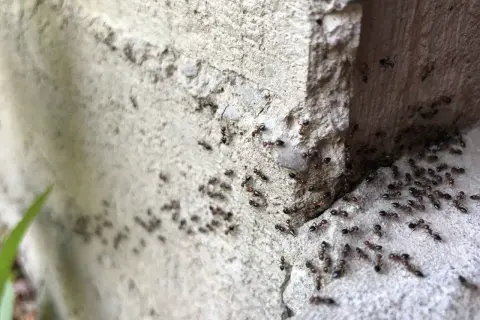 Un terreno infestato da formiche, con centinaia di insetti che si muovono su una superficie ruvida e grigia, vicino a un angolo di cemento.