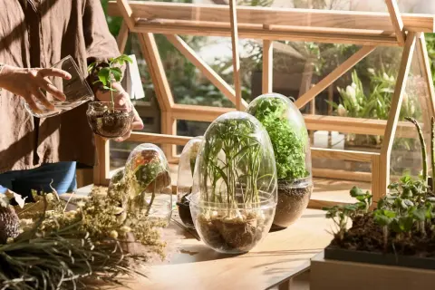 Mani che curano piantine in una miniserra di legno. Vasi trasparenti con piante rigogliose e fiori secchi creano un angolo verde.