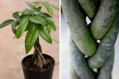 Pachira aquatica con tronco intrecciato e foglie verdi lucide. La parte inferiore mostra i tronchi intrecciati, la parte superiore la chioma.