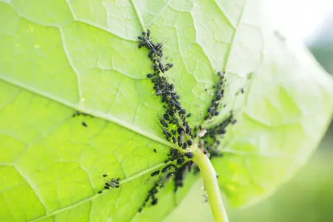 Un gruppo di afidi e formiche si muove sul lato inferiore di una foglia verde brillante, creando un'immagine di vita vegetale e insetti.