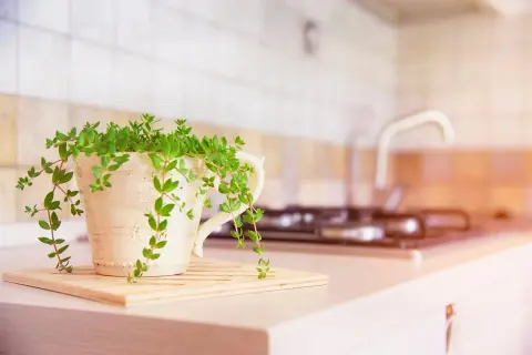 Piante da mettere in cucina: una pianta verde rigogliosa in un vaso decorato, su un tagliere, con sfondo sfocato di fornelli e lavello.