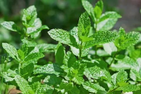 Foglie verdi e fresche di menta, pronte per essere raccolte. Impara come raccogliere la menta per il tuo tè o per insaporire i tuoi piatti.