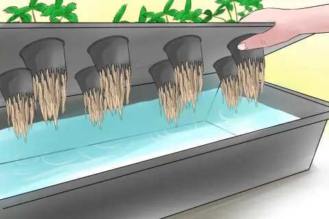 Piante di fragole in un sistema idroponico, con radici che pendono in acqua.
