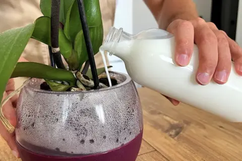 Una mano versa del latte in un vaso trasparente con una pianta d'orchidea. Il latte nutre le piante.
