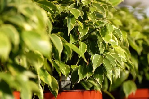 Fogliame variegato di uno dei tanti tipi di ficus da appartamento, con sfumature verdi e gialle che creano un effetto decorativo.