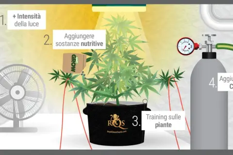 Coltivare in una grow room con CO2: aumenta luce, nutrienti, training e aggiungi CO2 per una crescita ottimale.