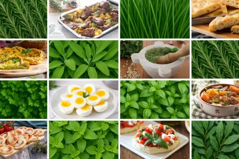Un elenco completo di erbe aromatiche: rosmarino, basilico, salvia, prezzemolo, origano, alloro, e altro ancora, in un collage di sapori.