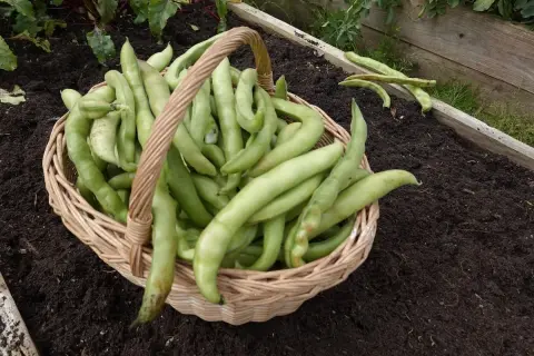 Cesto pieno di baccelli o fave appena raccolti, pronti per essere gustati.