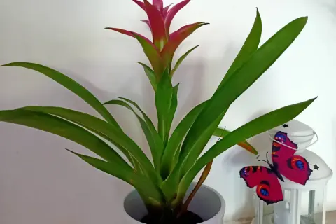 Guzmania lingulata con fiore rosso vivo e foglie verdi, accanto a una lanterna bianca con una farfalla decorativa.