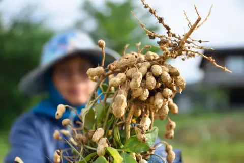 Raccolto di arachidi appena estratte dalla terra. Una persona con un cappello sullo sfondo osserva il frutto del suo lavoro, pronto per la semina.